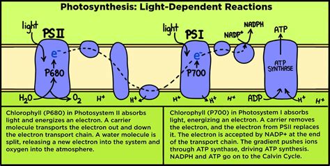 Light Reaction — Equation & Steps - Expii