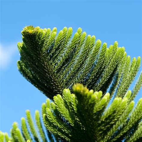 Norfolk Island Pine Trees for Sale– FastGrowingTrees.com