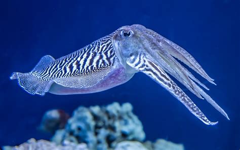 A very patient cuttlefish | WORLD