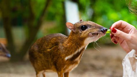 Chevrotain Pet