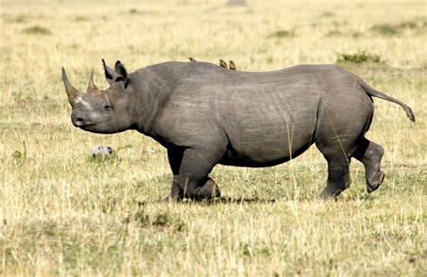 Western black rhino declared extinct in 2011 - journalists reporting ...