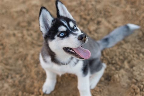 Photo Of Siberian Husky Puppy · Free Stock Photo