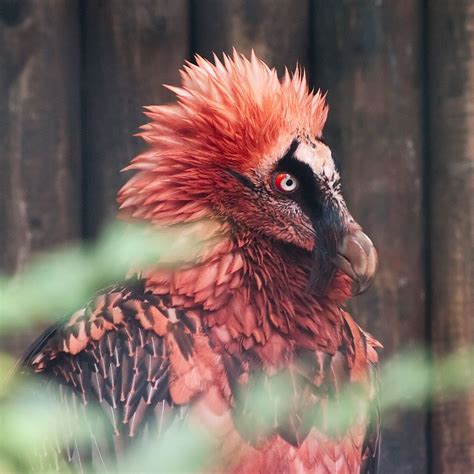 Red Bearded Vulture | Red beard and Bird