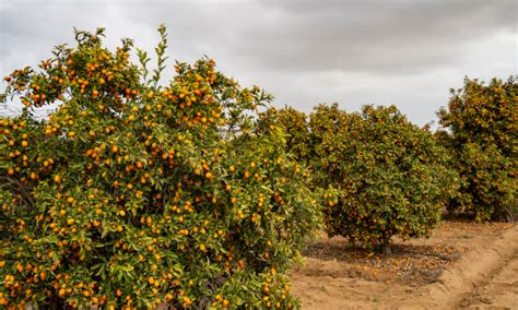 Kumquat Tree Care: How to Grow Kumquats - Epic Gardening