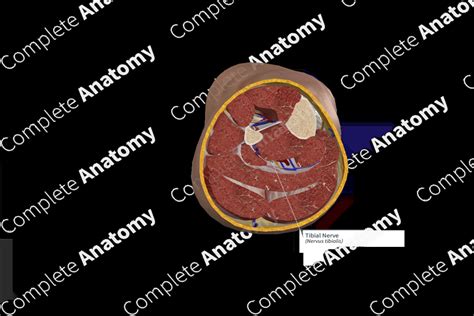 Tibial Nerve | Complete Anatomy