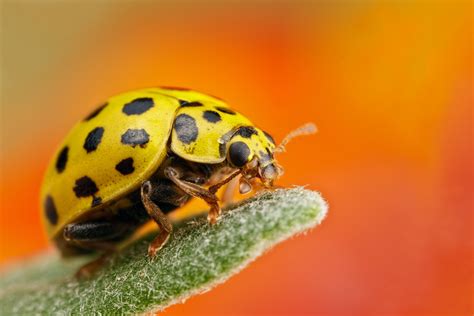 Yellow Ladybug