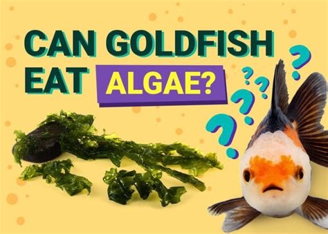 Can Goldfish Eat Algae? Vet-Reviewed Nutritional Facts & FAQ | Pet Keen