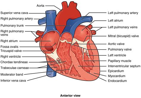 Heart Anatomy | Anatomy and Physiology II