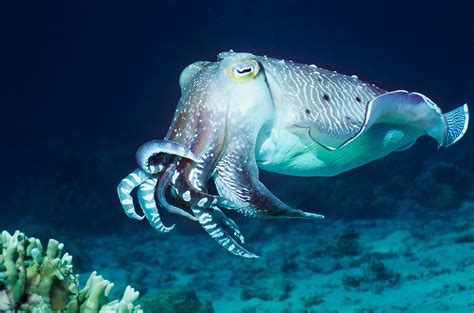 Cuttlefish Can Pass Test Designed to Measure Self-Control in Young ...