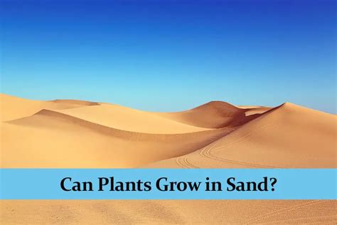 Can Plants Grow in Sand? - Green Thumb Central