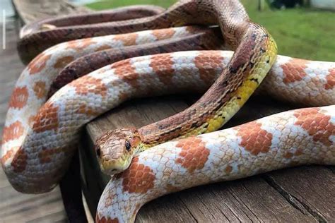 How To Breed Corn Snakes (Step-by-Step Guide) - ReptileHow.com