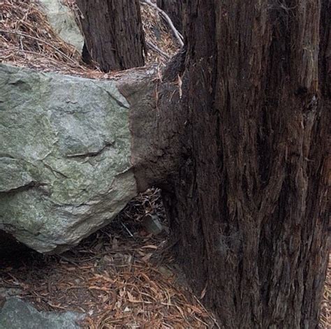 Rock, Paper,Scissors . Paper covers rock! : r/TreesSuckingOnThings