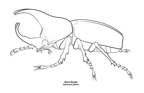 Rhino Beetle Drawing at GetDrawings | Free download