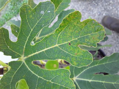 What's going on with my Brown Turkey fig tree? [zone 6b] : r/plantclinic