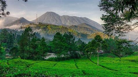 Agrowisata Gunung Mas Puncak Bogor - Agrozine