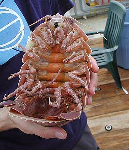 The SeaLifeBase Project: Ocean Giants: Giant Isopod