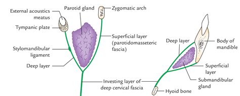 Easy Notes On 【Deep Cervical Fascia – Fascia Colli】