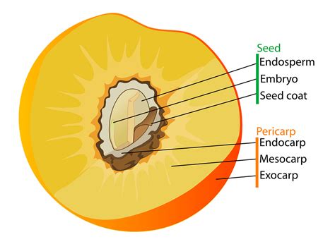 Download Diagram, Fruit, Labelled. Royalty-Free Vector Graphic - Pixabay