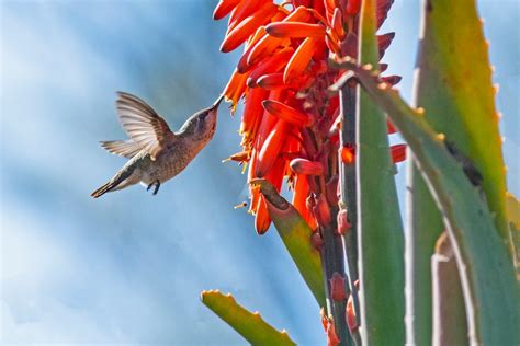 11 Nectar Plants for Hummingbirds You Aren't Growing - Birds and Blooms