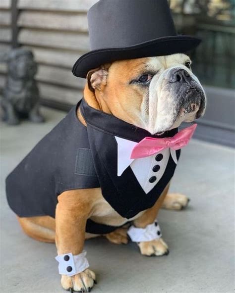 15 English Bulldogs Wearing Hats For Anyone Who's Having A Ruff Day ...