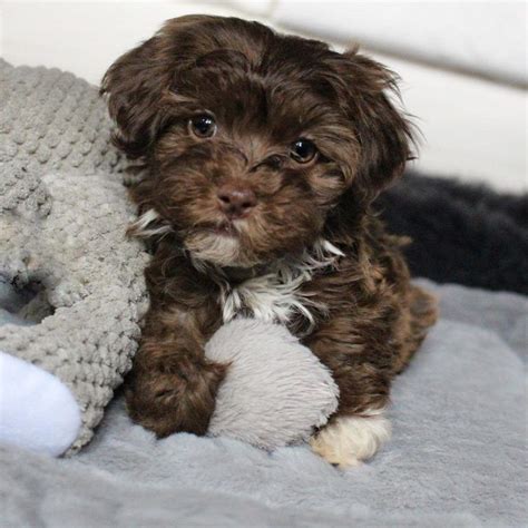 Perfect Chocolate Havanese Puppy For Sale | FluffyHavanese