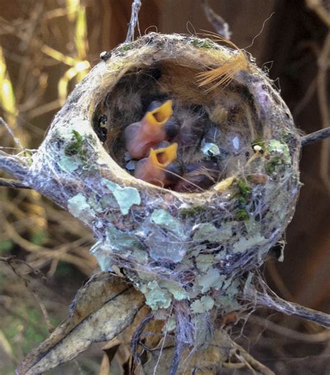 Baby Hummingbirds Leave The Nest. These Are the Cutest Bird Photos Ever ...