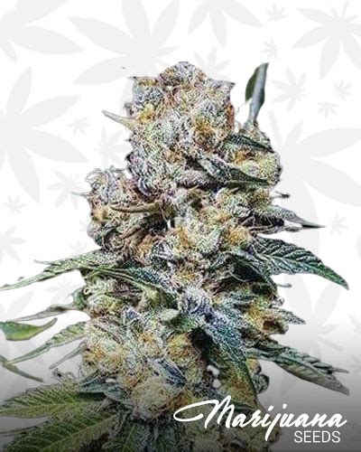 Rainmaker Marijuana Seeds