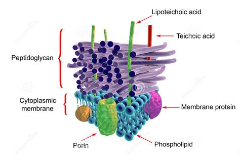 Bacterial Cell wall OR Cell Envelope - TAJASSUS