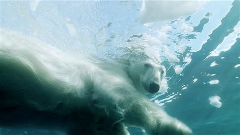 Polar Bear Swimming