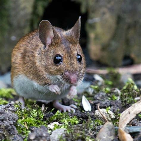 Wood mouse | Wildlife nature, Animals, Wildlife