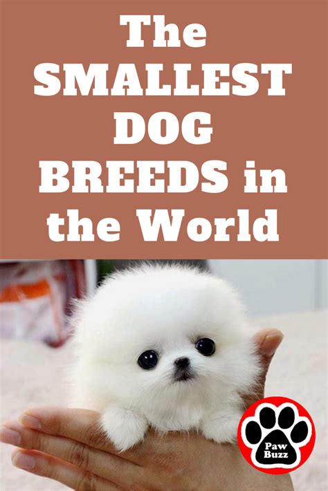 The SMALLEST DOG BREEDS in the World