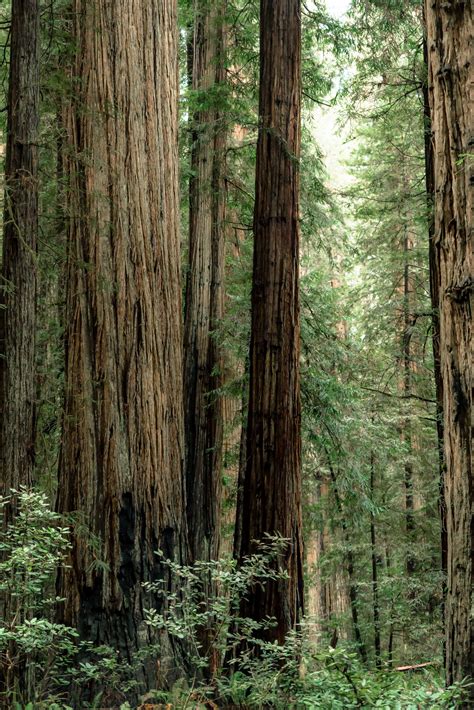 9 EPIC Hikes at REDWOOD NATIONAL PARK (+Helpful Video)