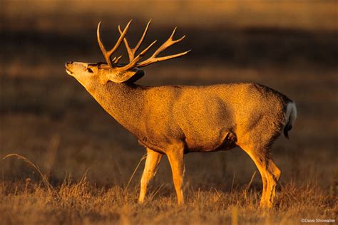 Mule Deer Buck in Rut | Rocky Mountain Arsenal National Wildlife Refuge ...