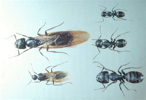 Carpenter ants | UMN Extension