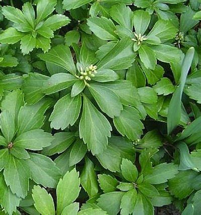 The best low maintenance ground cover plants for your property – Artofit