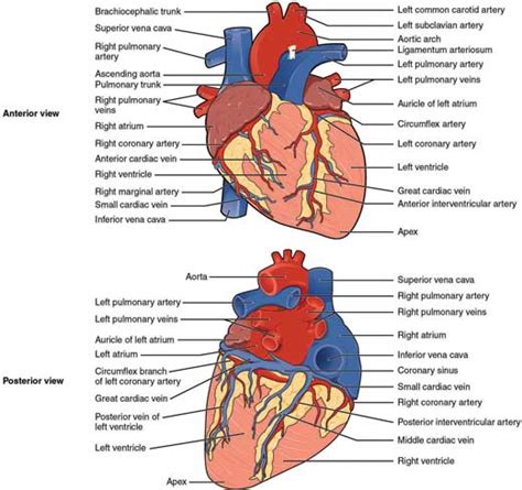 Anatomy and Physiology of the Cardiovascular System | Thoracic Key