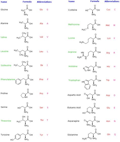 Amino acids on Pinterest | Protein, Metabolism and Chemistry