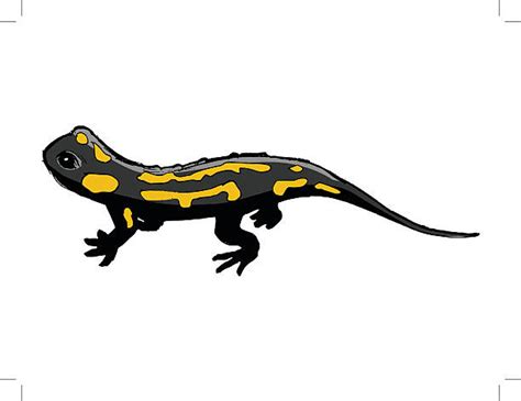 clipart salamander 20 free Cliparts | Download images on Clipground 2024