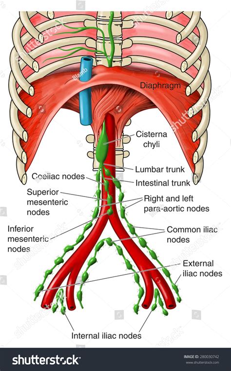 15 Mesenteric lymph nodes Gambar, Foto Stok & Vektor | Shutterstock