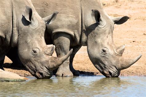 Rhinos drinking water stock image. Image of drinking - 65432327