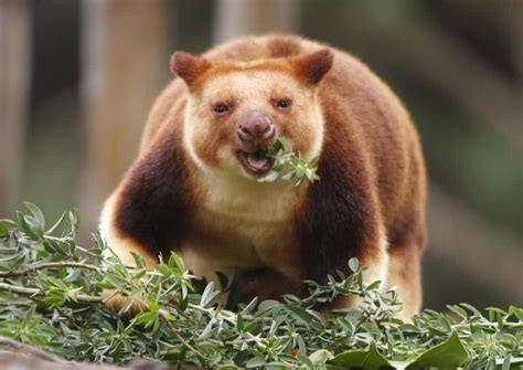 10 Fascinating Facts About Tree Kangaroos - A-Z Animals