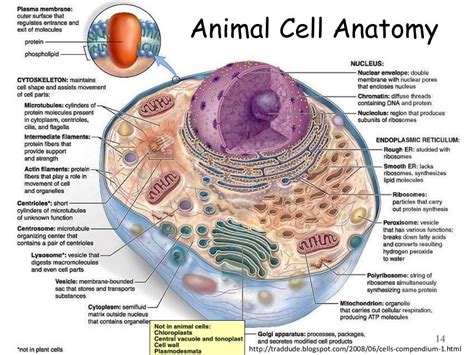 Cell : Structure and Function Part 01