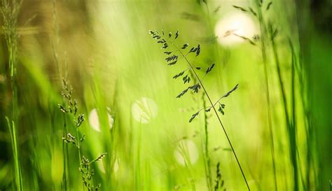 Download Green Bokeh Macro Nature Plant HD Wallpaper