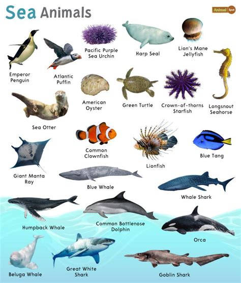 Sea Animals – Facts, List, Pictures