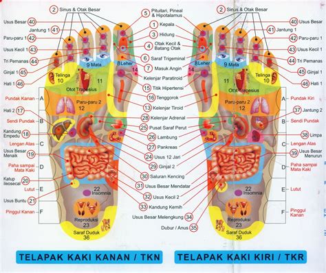 Refleksi Kaki Kiri - Galeri Pendidikan