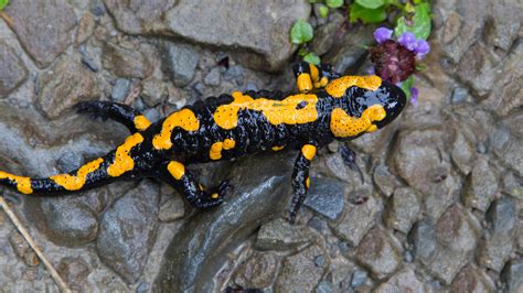 Salamander and Newt | San Diego Zoo Animals & Plants