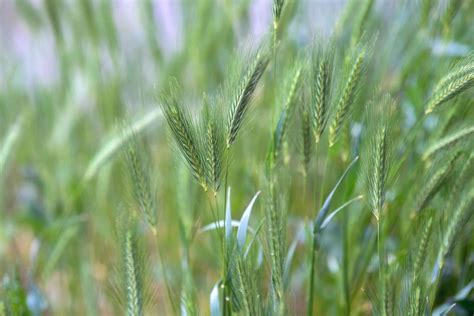 Canada Wild Rye: Plant Care & Growing Guide