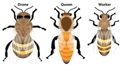 Do you know the Honey Bee Social Structure? Bees, like humans, have a ...