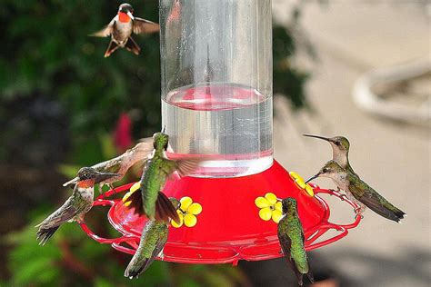 Classic Hummingbird Nectar Recipe