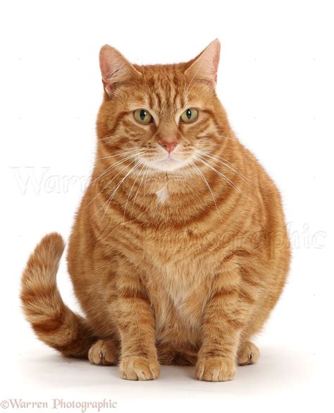 Fat Ginger cat photo WP44430